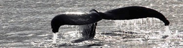 Humpback whales arrive each summer to feed in Glacier Bay's rich waters.